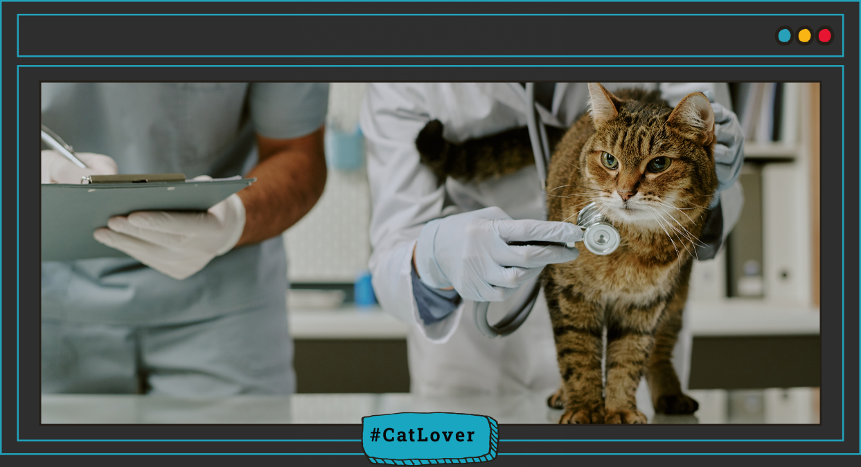 cómo se contagia la rabia a los gatos